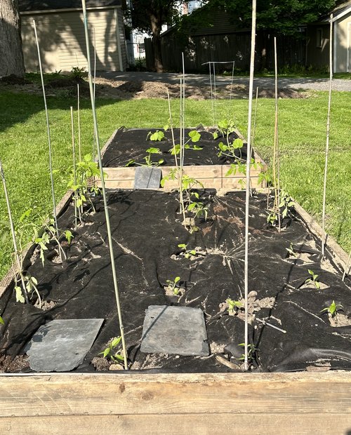 Our family garden! It is on the front lawn right near the sidewalks where people walk by. I hope ...