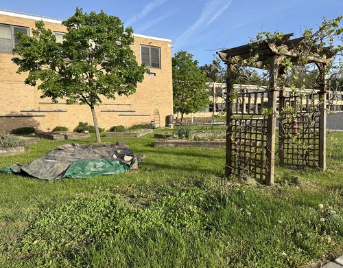 Here is the garden at the Penn Yan Elementary School. Gardening is a school subject in Penn Yan.