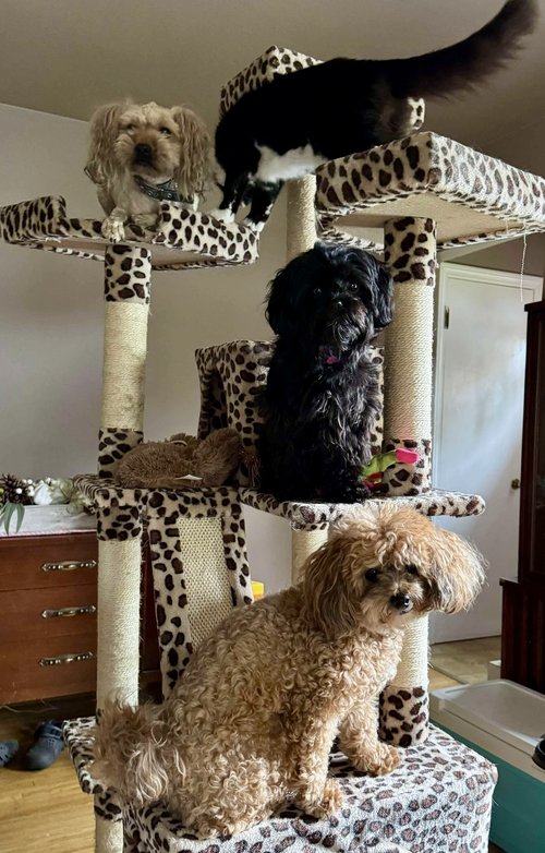 The big find of the week was this cat tree that Julie pulled off the street. She brought it to ou...